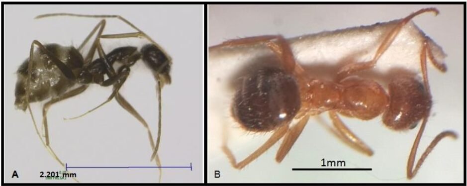 Survey and taxonomical study of ants that collected from indoor in ...